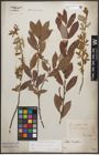 Foto von Salix caprea L. x Salix purpurea L.